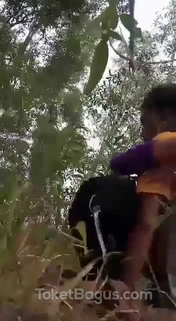 ABG Hijab Ngewe Di Hutan Sama Pacar